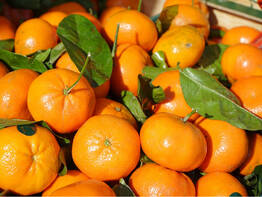 Mandarinenbl�te in Dalmatien