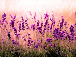 Zauber der Provence