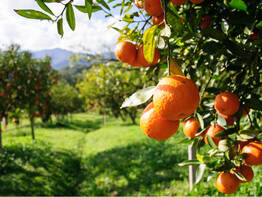 Mandarinenernte in Dalmatien