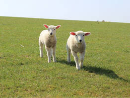 Ost(er)friesland
