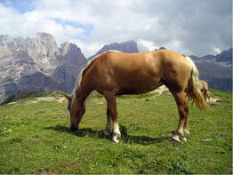 Osterkl�nge in S�dtirol