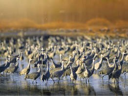 Kranichrast an Ostsee und Bodden