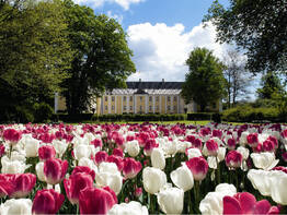 Per Schiff zum d�nischen Tulpen- oder Lilienfestival