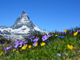 Mont Blanc, Matterhorn und Eiger-Nordwand