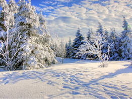 Bayerischer Wald im Advent